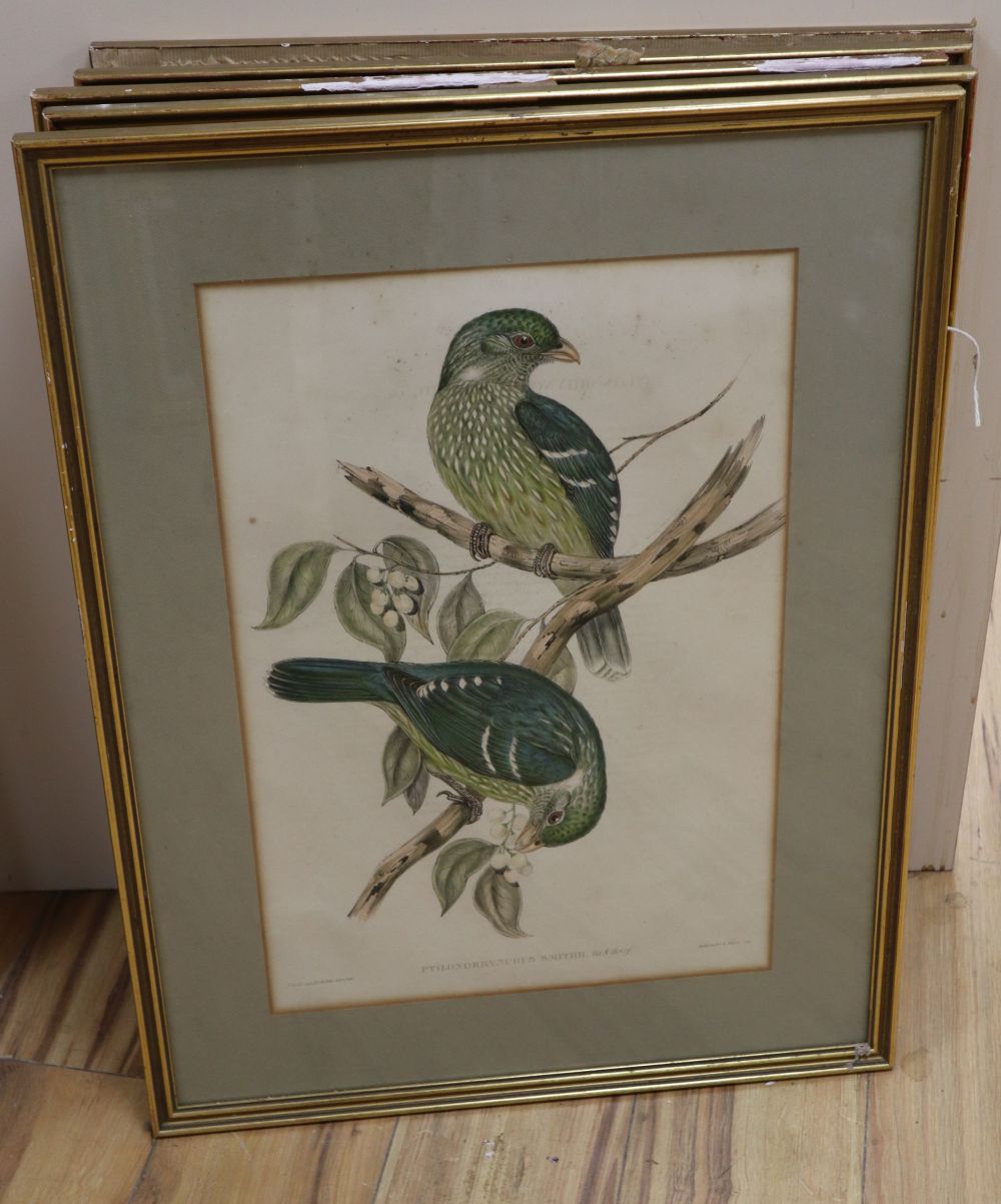 J & E Gould, Entomyza Cyanotis, coloured ornithological lithograph, printed by Hullmandel, four similar and an engraved view